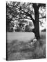 Adlai Stevenson, Illinois Governor and Prospective Democratic Presidential Candidate-Cornell Capa-Stretched Canvas