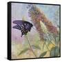 Admiral Butterfly-John Zaccheo-Framed Stretched Canvas