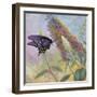 Admiral Butterfly-John Zaccheo-Framed Giclee Print