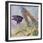 Admiral Butterfly-John Zaccheo-Framed Giclee Print