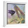 Admiral Butterfly-John Zaccheo-Framed Giclee Print