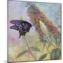 Admiral Butterfly-John Zaccheo-Mounted Giclee Print