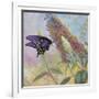 Admiral Butterfly-John Zaccheo-Framed Giclee Print