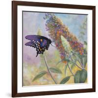 Admiral Butterfly-John Zaccheo-Framed Giclee Print