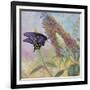 Admiral Butterfly-John Zaccheo-Framed Giclee Print