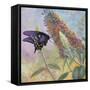 Admiral Butterfly-John Zaccheo-Framed Stretched Canvas