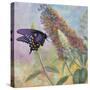 Admiral Butterfly-John Zaccheo-Stretched Canvas