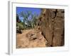 Adnjamathanha Aboriginal Engravings, Sacred Canyon, Flinders Range, South Australia, Australia-Neale Clarke-Framed Photographic Print