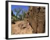 Adnjamathanha Aboriginal Engravings, Sacred Canyon, Flinders Range, South Australia, Australia-Neale Clarke-Framed Photographic Print