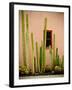 Adobe Cactus, 2015-null-Framed Photographic Print