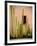 Adobe Cactus, 2015-null-Framed Photographic Print