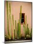 Adobe Cactus, 2015-null-Mounted Photographic Print