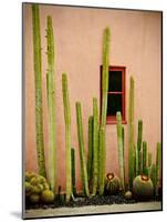 Adobe Cactus, 2015-null-Mounted Photographic Print