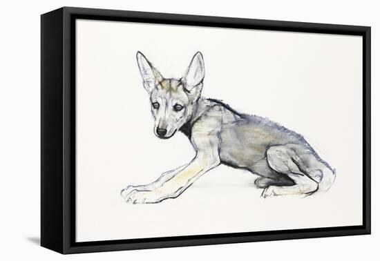 Adolescent Arabian Wolf Pup, 2009-Mark Adlington-Framed Stretched Canvas