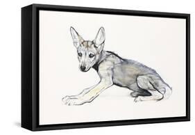 Adolescent Arabian Wolf Pup, 2009-Mark Adlington-Framed Stretched Canvas