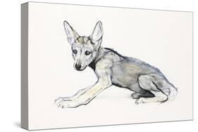 Adolescent Arabian Wolf Pup, 2009-Mark Adlington-Stretched Canvas