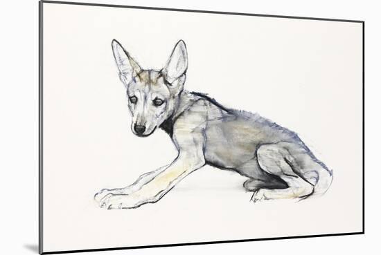 Adolescent Arabian Wolf Pup, 2009-Mark Adlington-Mounted Giclee Print