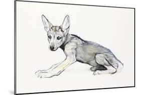 Adolescent Arabian Wolf Pup, 2009-Mark Adlington-Mounted Giclee Print