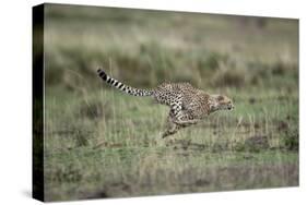 Adolescent Cheetah Cub Running in Masai Mara National Reserve-Paul Souders-Stretched Canvas