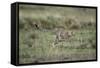 Adolescent Cheetah Cub Running in Masai Mara National Reserve-Paul Souders-Framed Stretched Canvas