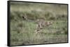 Adolescent Cheetah Cub Running in Masai Mara National Reserve-Paul Souders-Framed Stretched Canvas