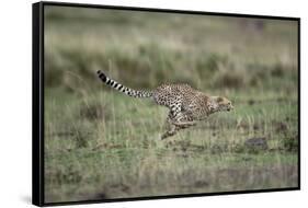 Adolescent Cheetah Cub Running in Masai Mara National Reserve-Paul Souders-Framed Stretched Canvas