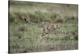 Adolescent Cheetah Cub Running in Masai Mara National Reserve-Paul Souders-Stretched Canvas