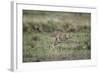 Adolescent Cheetah Cub Running in Masai Mara National Reserve-Paul Souders-Framed Photographic Print