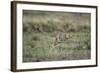 Adolescent Cheetah Cub Running in Masai Mara National Reserve-Paul Souders-Framed Photographic Print