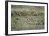 Adolescent Cheetah Cub Running in Masai Mara National Reserve-Paul Souders-Framed Photographic Print