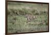 Adolescent Cheetah Cub Running in Masai Mara National Reserve-Paul Souders-Framed Photographic Print