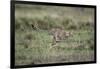 Adolescent Cheetah Cub Running in Masai Mara National Reserve-Paul Souders-Framed Photographic Print