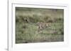 Adolescent Cheetah Cub Running in Masai Mara National Reserve-Paul Souders-Framed Photographic Print