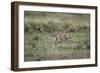 Adolescent Cheetah Cub Running in Masai Mara National Reserve-Paul Souders-Framed Photographic Print