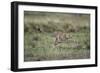 Adolescent Cheetah Cub Running in Masai Mara National Reserve-Paul Souders-Framed Photographic Print