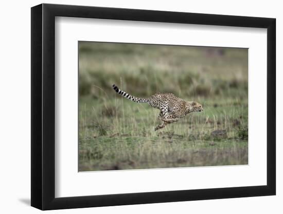 Adolescent Cheetah Cub Running in Masai Mara National Reserve-Paul Souders-Framed Photographic Print