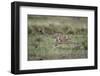 Adolescent Cheetah Cub Running in Masai Mara National Reserve-Paul Souders-Framed Photographic Print