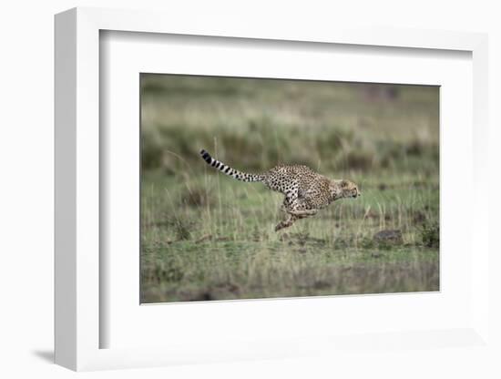 Adolescent Cheetah Cub Running in Masai Mara National Reserve-Paul Souders-Framed Photographic Print