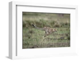 Adolescent Cheetah Cub Running in Masai Mara National Reserve-Paul Souders-Framed Photographic Print