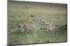 Adolescent Cheetah Cubs Chasing Each Other-Paul Souders-Mounted Photographic Print