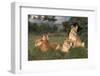 Adolescent Lions in Grass-DLILLC-Framed Photographic Print