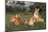 Adolescent Lions in Grass-DLILLC-Mounted Photographic Print