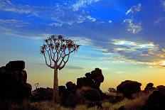 Africa, Southern Africa, Namibia, Karas Region, Succulent, Quiver Tree,-Adolf Martens-Mounted Photographic Print