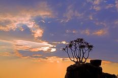 Africa, Southern Africa, Namibia, Karas Region, Succulent, Quiver Tree,-Adolf Martens-Laminated Photographic Print