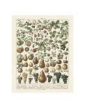 Champignons II-Adolphe Millot-Art Print