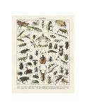 Insectes II-Adolphe Millot-Art Print