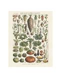 Legumes I-Adolphe Millot-Art Print