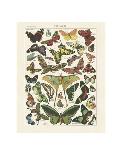 Papillons II-Adolphe Millot-Art Print