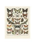 Papillons II-Adolphe Millot-Art Print