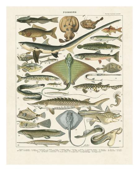 Art Print, , large